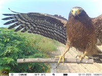 歡迎猛禽作客蔗田 台糖「食物鏈」策略告別鼠害