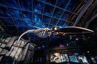 屏東海生館推春節暢玩攻略 20米長藍鯨骨骼下潛吸睛