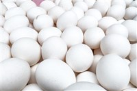 蛋價5月第2度調降 23日起批發價降3元