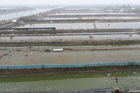 寒流來襲 台南養殖水產保險47件獲理賠