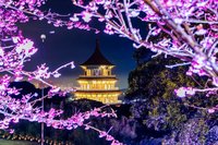 新北捷運限量賞櫻一日票  淡海或安坑輕軌無限搭