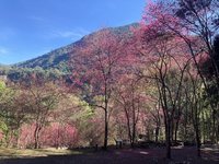 中部賞櫻秘境  八仙山國家森林遊樂區山櫻花盛開