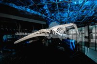 海生館全台首件藍鯨骨骼  重視海洋議題