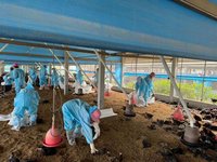 雲林1土雞場確診H5N1禽流感 撲殺逾2.4萬隻