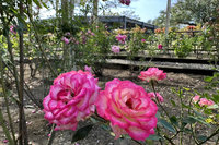 台南水道博物館花季到 各式玫瑰接力登場