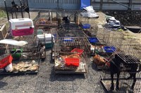 以救援名義收容犬貓還募款 雲林縣府依動保法裁處