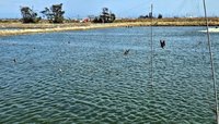 布袋魚塭架捕鳥網纏死10多隻鳥 嘉縣府要求拆除