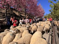 清境農場2/23奔羊節 台14甲線國民賓館路段管制