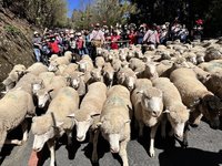 清境農場奔羊節  百頭綿羊與3千遊客齊走同樂