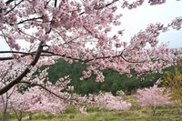 武陵農場開放自駕客入場 福壽山白色系櫻花接棒