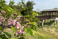 台南水道博物館淨水池區櫻花遲到 估3月下旬盛開