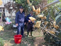 新社枇杷量少價揚  東勢警啟動護農專案