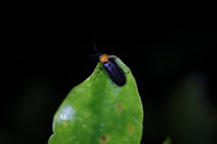 卡努風災螢火蟲棲地受創 奧萬大：影響應不大