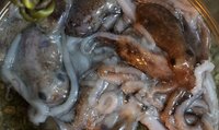 澎湖特有種章魚現蹤量少 民眾照海捕捉