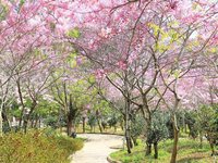 高雄六龜花旗木綻放 茂管處3、4月開放園區賞花