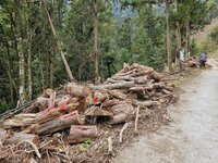 南投林業分署首度開放撿伐木剩餘資材  限定身分