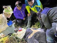 台灣黑熊受困套索 眾人馳援送醫仍敗血症死亡