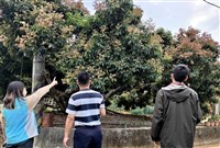 溫差大影響荔枝龍眼開花 彰化籲農民申請現金救助