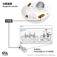 農業部：國內無米酵菌酸生成菌種危害農作紀錄