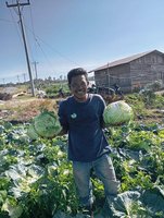 印尼農民栽培台灣品種甘藍菜 感謝技術團打造新墾區