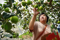 高樹蜜棗園公益採果 罕病家庭屏東樂出遊