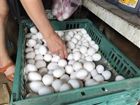 戴奧辛是脂溶性 魚類肉類容易有