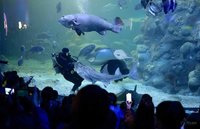 不一樣的兒童節 澎湖水族館邀海底遊樂園冒險