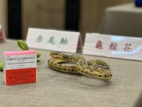 把握連假最後2天出遊 做好防護避免遭蚊蟲蛇吻