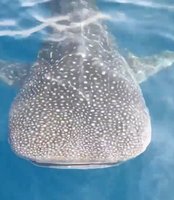 漁民出海釣魚幸運遇到豆腐鯊 直呼好開心