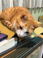 花蓮地震天王星大樓2貓救出 罹難康老師橘貓待援