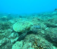 布局藍碳商機 台灣大攜手新創開發AI海洋辨識資料庫