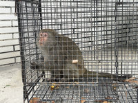 台東市獼猴家族常擾民  公母猴落網2幼猴待捕