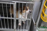 柯基犬車禍關節脫臼 熱心民眾助救援恢復健康萌樣