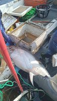 蘇澳漁船捕獲200公斤黑鮪魚 待返港鑑定第一鮪
