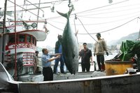 蘇澳漁船捕獲269公斤黑鮪魚 驗明正身全國第一鮪