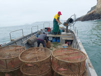 章魚籠破壞漁業資源  連江縣府清除3000公斤