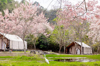 春遊東高雄花旗木紛飛綻放 泡湯可享免費導覽