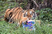竹市動物園借展孟加拉虎過生日  享用血水冰蛋糕