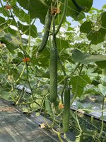 胡瓜耐熱品種夏美完成技轉 種苗場推主產區栽種