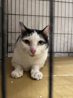 震後16天 花蓮天王星大樓最後受困貓「歐膩」尋獲