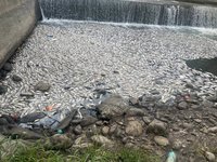 竹縣茄苳溪大量魚屍綿延2公里  環保局追原因