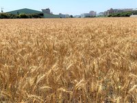 國產小麥減少碳足跡  3品種產品零售門市買得到