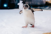 世界企鵝日 屏東海生館分享馬可羅尼寶寶成長點滴