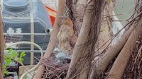 黑冠麻鷺為雛鳥遮風擋雨 苗栗市公所旁溫馨畫面