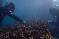 廢棄九孔池變珊瑚農場  海大培育17種珊瑚5000株