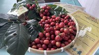 台東咖啡帶水果風味  邀遊東台灣了解產地到餐桌
