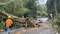 大樹倒塌壓倒台電高壓電線 南投鹿谷2200多戶停電
