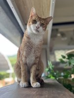 猴硐貓公所4/29揭牌  「銅鑼燒」將升任最萌所長