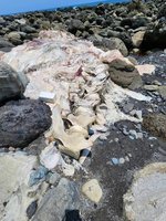 台東東河海灘發現腐屍 疑似大型鯨豚待鑑別