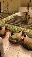 創新大麻增產栽種手法 屏警逮6人送辦起訴